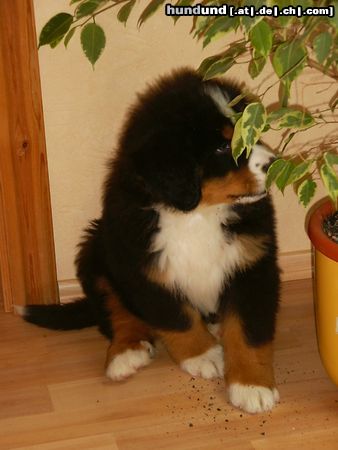 Berner Sennenhund Bronco 8 Wochen 