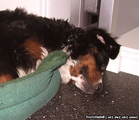 Berner Sennenhund Sämi, das pupertierende Wildschwein ;-)