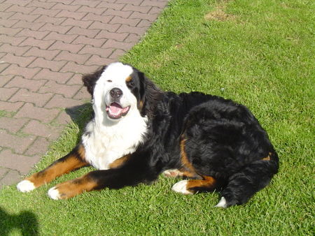 Berner Sennenhund DINO 