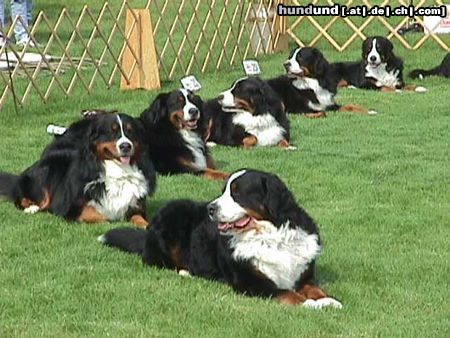 Berner Sennenhund obedience warwick 1998