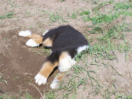 Berner Sennenhund Collin