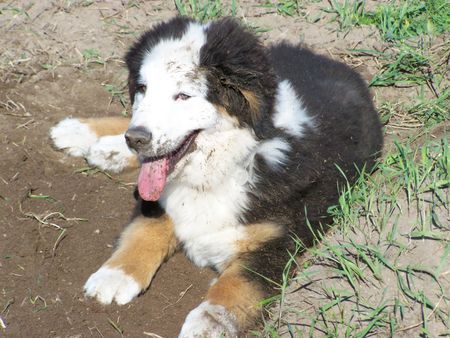 Berner Sennenhund Collin 