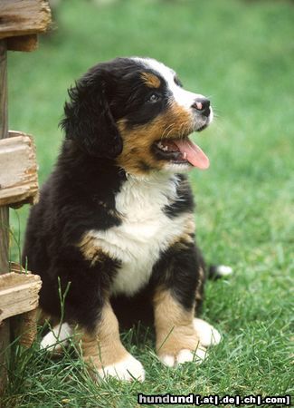 Berner Sennenhund Kleiner Berner