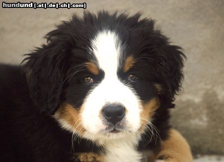 Berner Sennenhund Kleiner Berner