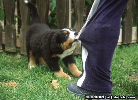 Berner Sennenhund Kleiner Berner