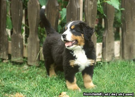 Berner Sennenhund Kleiner Berner