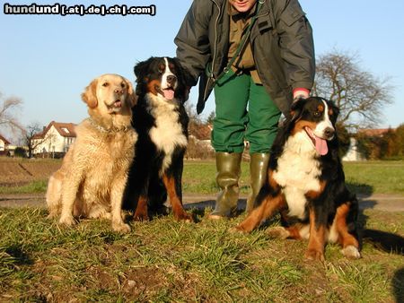 Berner Sennenhund Ben und 