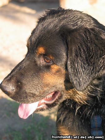 Berner Sennenhund mein kleiner luke mit 5 monaten