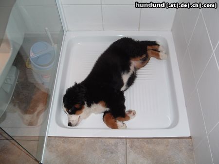 Berner Sennenhund In der Dusche ist es immer frisch.