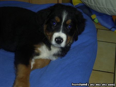 Berner Sennenhund Unsere Jule im Alter von 3 Monaten :)