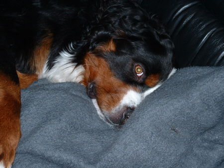 Berner Sennenhund Rasko mit seine Kuscheldecke