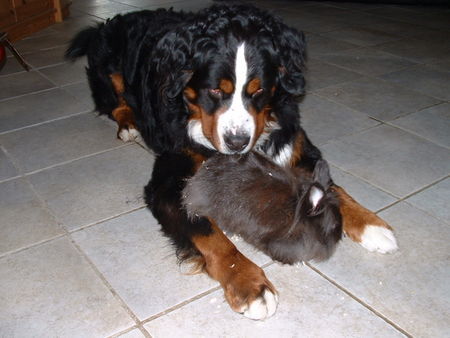 Berner Sennenhund Rasko mit seinem Kuschelhasen