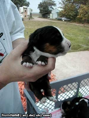 Berner Sennenhund weil ich ihn so süss finde 