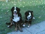 Berner Sennenhund wawa&leli