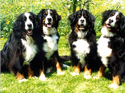 Berner Sennenhund