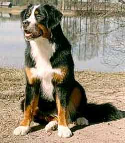 Berner Sennenhund