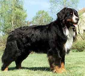 Berner Sennenhund