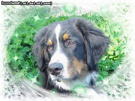 Berner Sennenhund