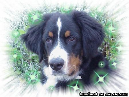 Berner Sennenhund