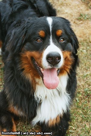 Berner Sennenhund Louk als Welpe