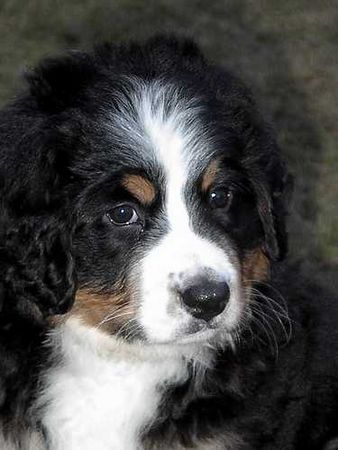 Berner Sennenhund Säterhundens World Wide Wiktoria