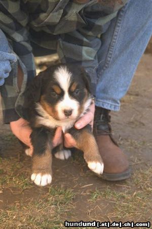 Berner Sennenhund weil ich ihn so süss finde 