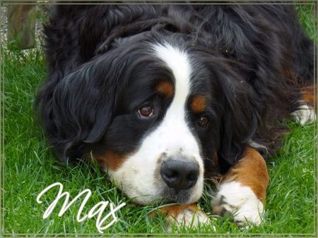 Berner Sennenhund Max...Berner Rüde...6 Jahre