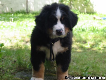 Berner Sennenhund