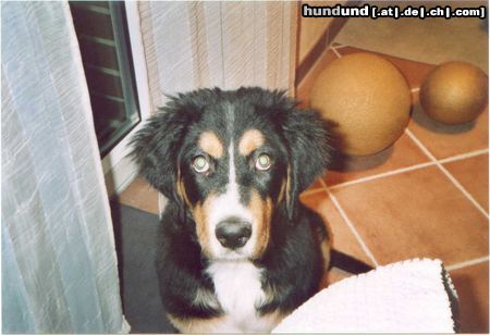 Berner Sennenhund