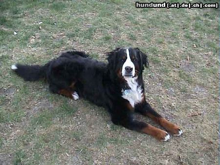 Berner Sennenhund Aiko von Zabergäu