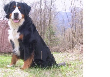 Berner Sennenhund