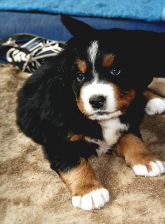 Berner Sennenhund Amadeus