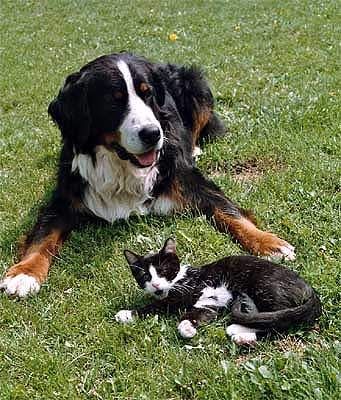 Berner Sennenhund Hexe-Ambra v. Ameisberg und Kater Pauli