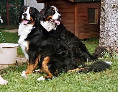 Berner Sennenhund Hexe-Ambra v. Ameisberg u. Priska v. rauschenden Bach