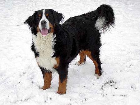 Berner Sennenhund Bonni Und Ambra