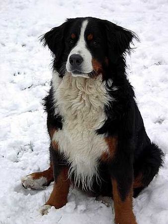 Berner Sennenhund Bonni Und Ambra