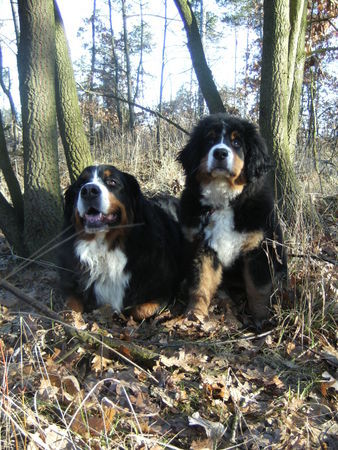 Berner Sennenhund Anika und Caramba