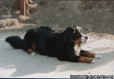 Berner Sennenhund Barry aus Ungarn