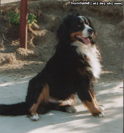 Berner Sennenhund Barry aus Ungarn