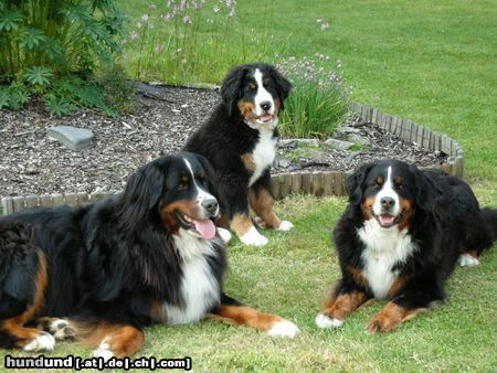 Berner Sennenhund Basti, Cäsar und Gabi