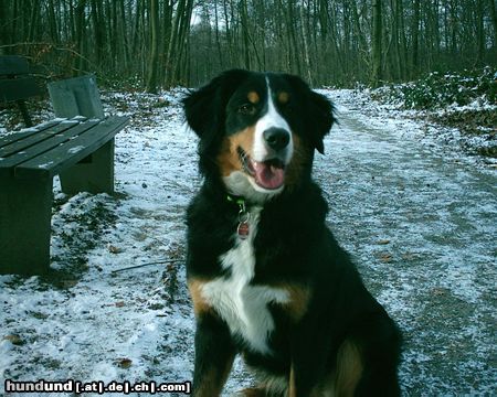 Berner Sennenhund Bella 10 Monate