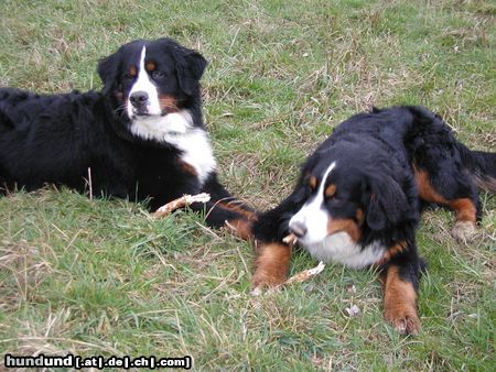 Berner Sennenhund Ben und Maja zusammen auf ihrer Spielwiese