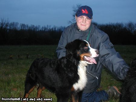 Berner Sennenhund Ben und Tobi