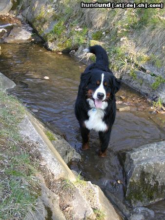 Berner Sennenhund Ben Bach die zweite!