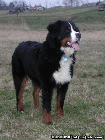 Berner Sennenhund Ben auf seiner Spielwiese