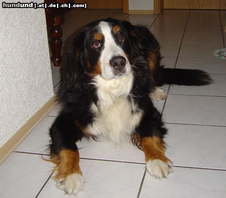 Berner Sennenhund