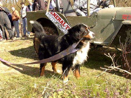 Berner Sennenhund Unser 