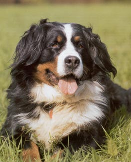 Berner Sennenhund