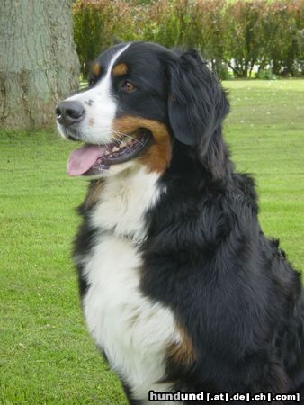 Berner Sennenhund Das ist Bienchen