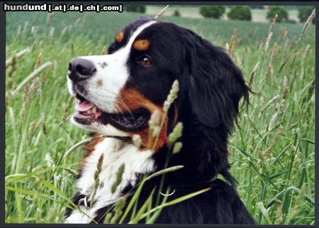 Berner Sennenhund Das ist Bienchen